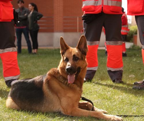 Carrera Solidaria Valladolid 2019. Fundación Adsis.